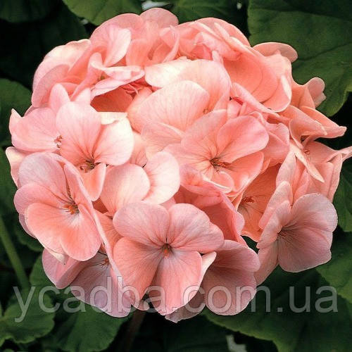 Пеларгонія Мультиблум Салмон (горщик 1,5 л)