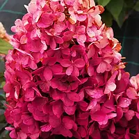 Гортензія волотиста  Redlight С2