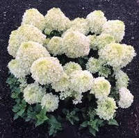 Гортензія волотиста  Living Summer Breeze