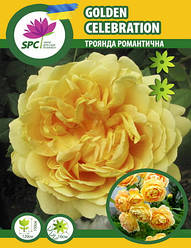 Роза романтична Golden Celebration