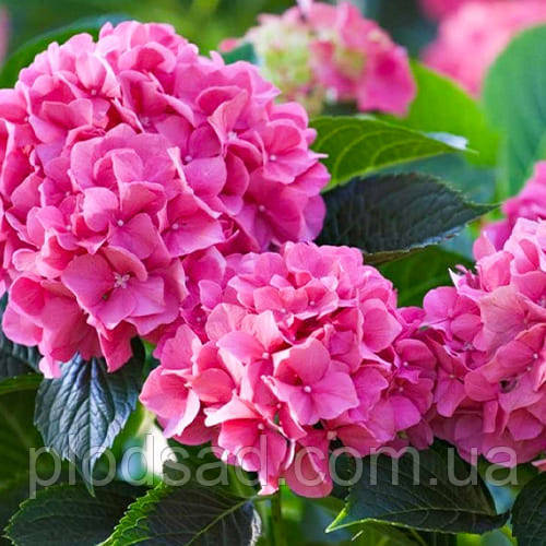 Гортензія великолиста Hornli С2