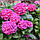 Гортензія великолиста Hornli С2, фото 2