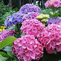 Гортензія великолиста Forever & Ever Double Pink/Blue C2