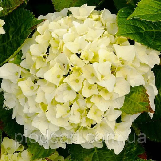 Гортензія великолиста Caipirinha