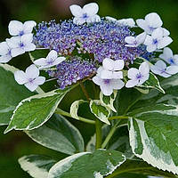 Гортензія великолиста Mariessi Variegata C2