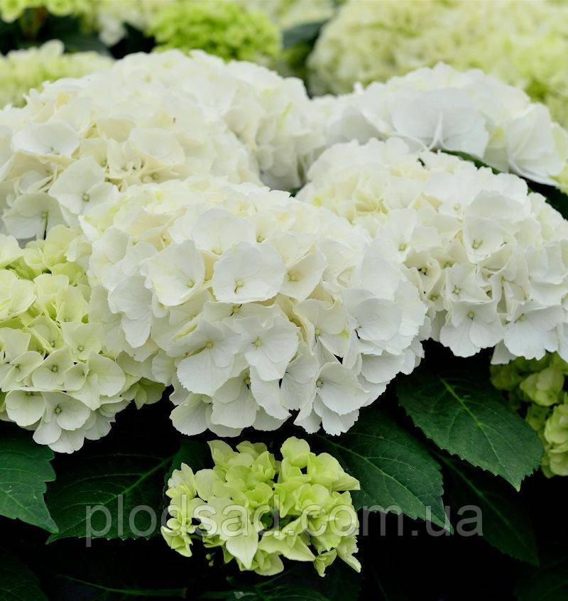 Гортензія великолиста Saxon Bright White С2