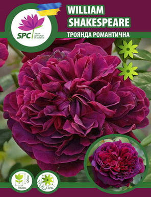 Троянда романтична William Shakespeare 2000, фото 1