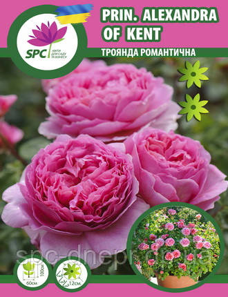Троянда романтична Princess Alexandra of Kent