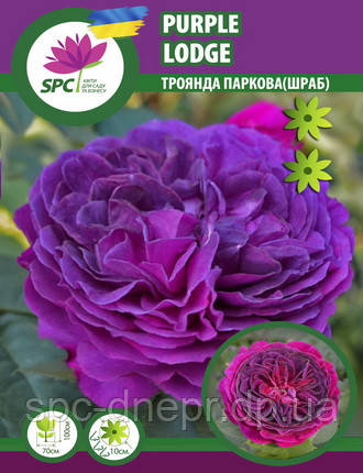 Троянда романтична Purple Lodge