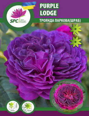 Троянда романтична Purple Lodge, фото 1