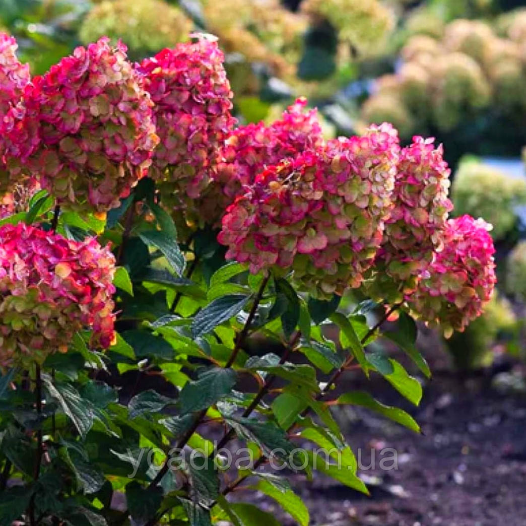 Гортензія волотиста Редлайт Redlight 32 (горшик 3л), фото 1