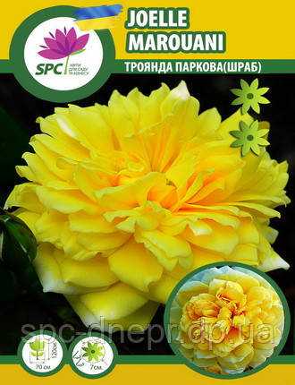 Троянда романтична Joelle Marouani