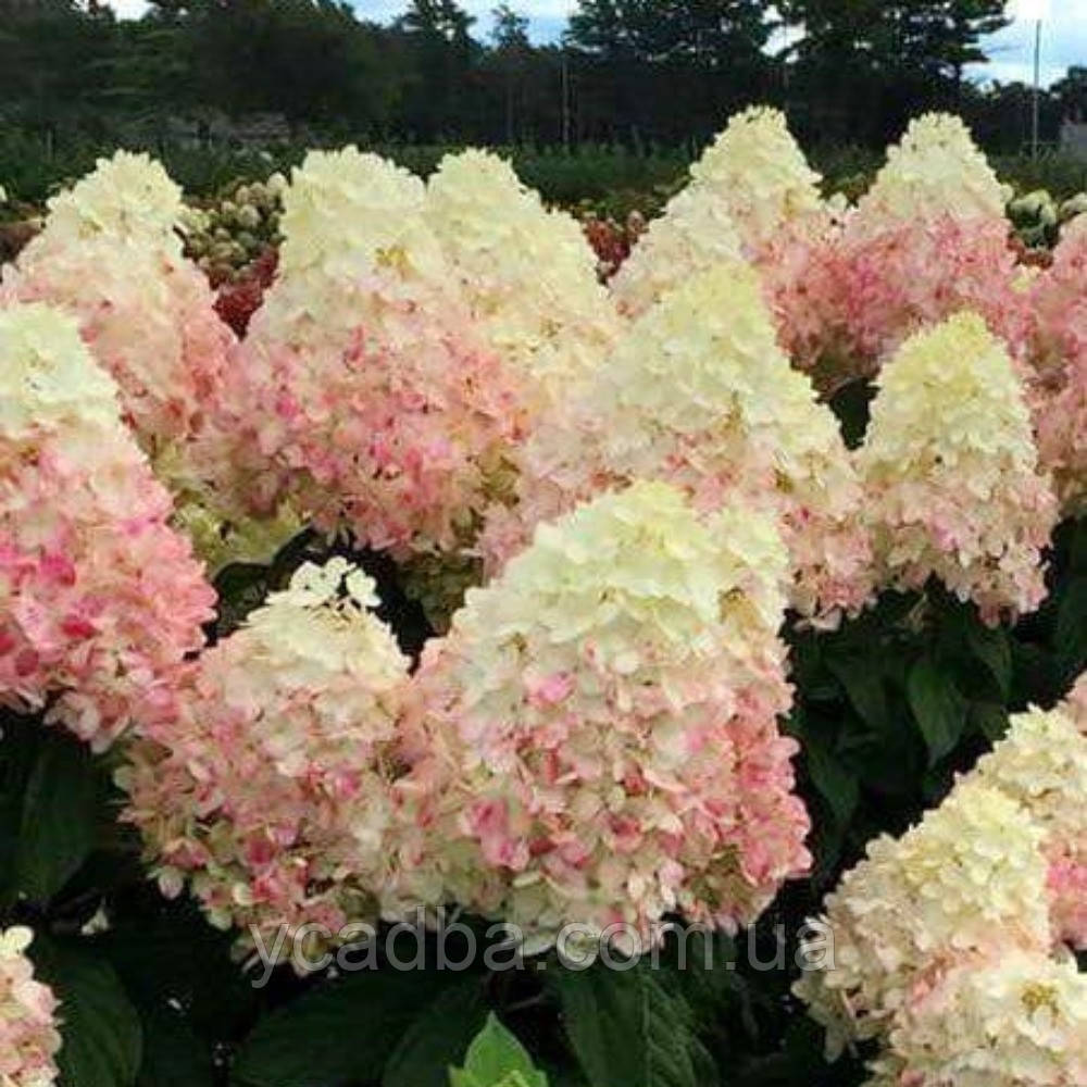 Гортензія волотиста Медджикал Світ Саммер Magical Sweet Summer 36 (горшик 3л)