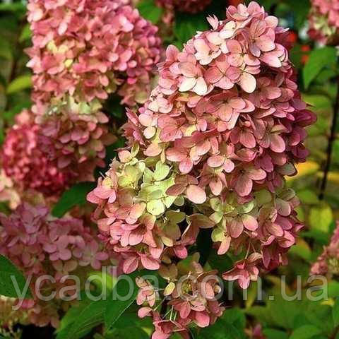 Гортензія волотиста Меджикал Кендел Magical Candle 37 (горшик 3л), фото 1