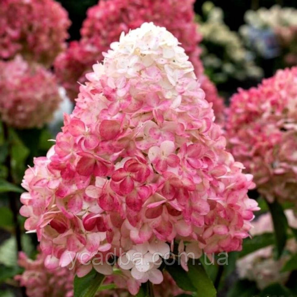 Гортензія волотиста Пінк Леді Pink Ledi 41 (горшик 3л)