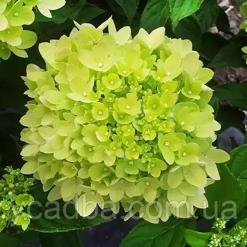 Гортензія волотиста Літл Лайм Littl Lime 44 (горшик 3л)