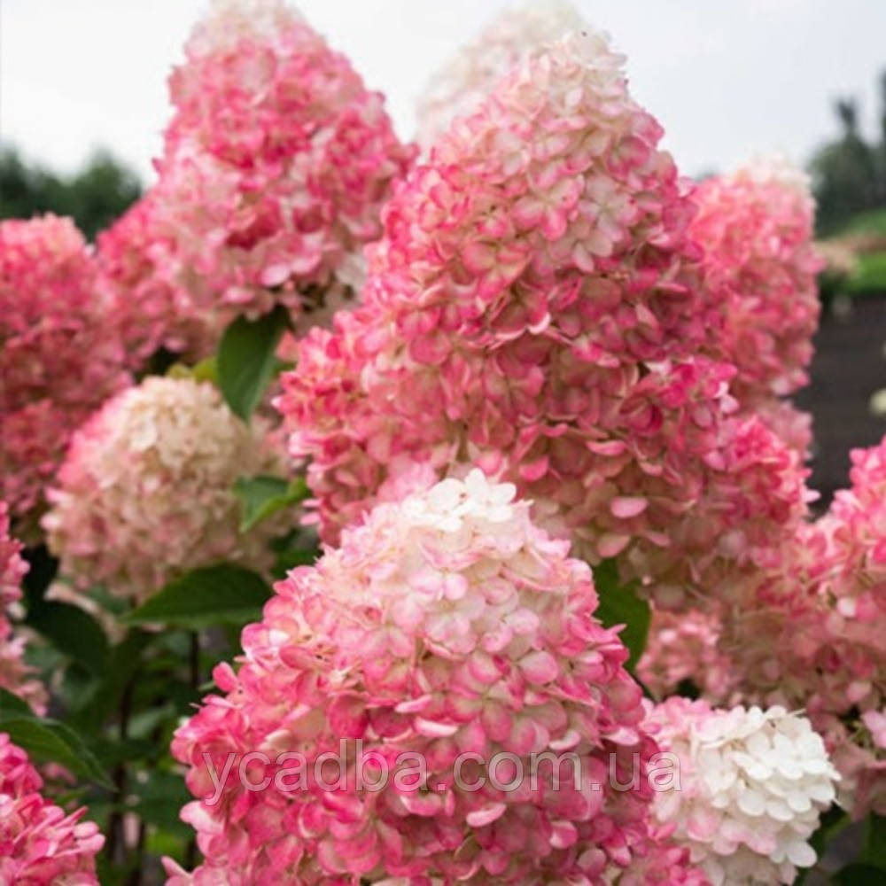 Гортензія волотиста Пінк Лайт Pink Light 50 (горщик 3л)