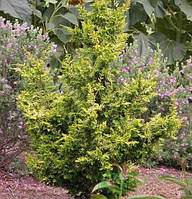 Кипарисовик тупий Tetragona Aurea