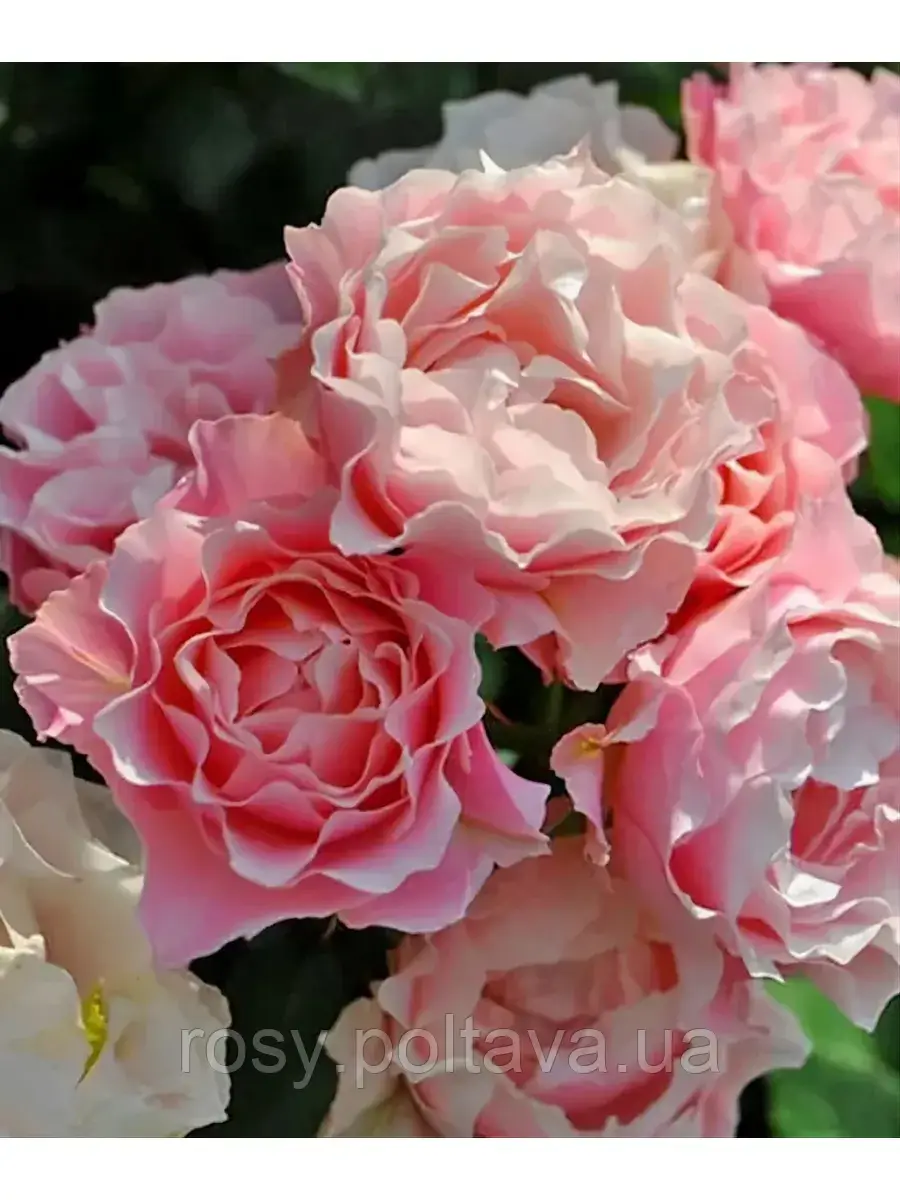 Дафна ( Daphne), фото 1