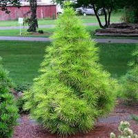 Сціадопіс мутовчастий С10