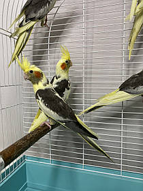 Попугай Корела німфа молоденькі