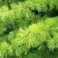 Лиственница Тонколуската (Larix eurolepis) С2
