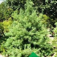 Лиснониця Японська (Larix keempferi) С2