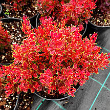 Барбарис Голден Рубі / Berberis thunbergii Golden Ruby, фото 4