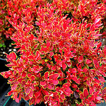 Барбарис Голден Рубі / Berberis thunbergii Golden Ruby, фото 3