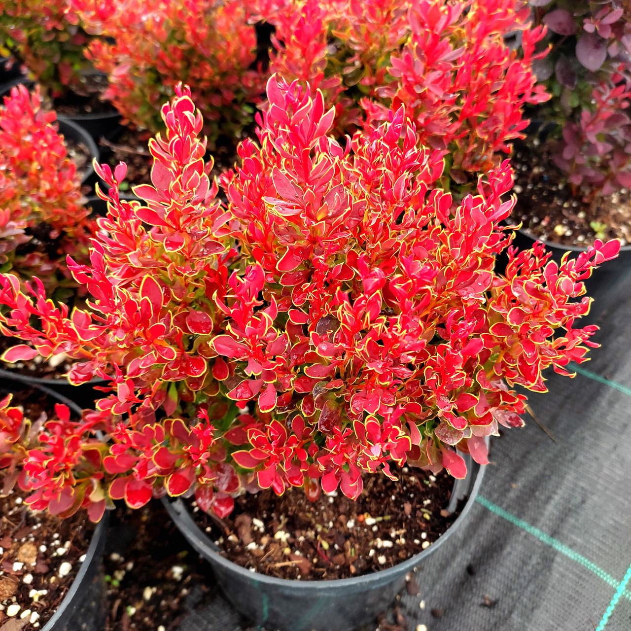 Барбарис Голден Рубі / Berberis thunbergii Golden Ruby