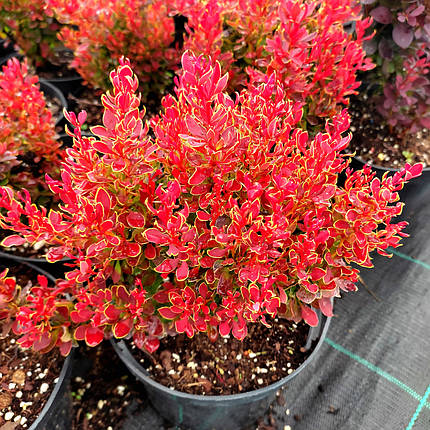 Барбарис Голден Рубі / Berberis thunbergii Golden Ruby, фото 1