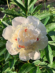 Півонія Alice Crousse (Еліс Крусс) корінь 1-2 вічка