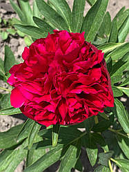 Півонія лікарська "Rubra Plena" корінь 3-5 вічок