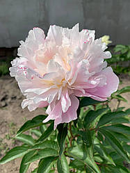 Півонія Catharina Fontijn  корінь 3-5 вічок