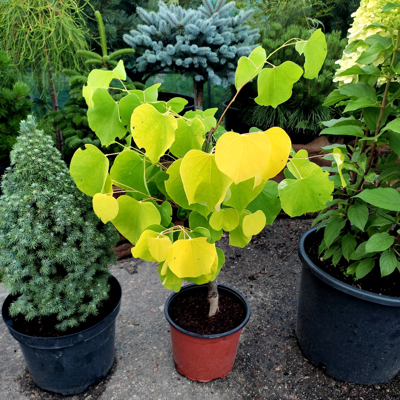Церцис канадський Хартс оф Голд / h 60-80 / Cercis Hearts of Gold