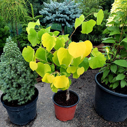 Церцис канадський Хартс оф Голд / h 60-80 / Cercis Hearts of Gold, фото 1