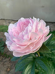 Півонія Pink Giant корінь 3+ вічок