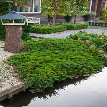 Саджанці Ялівцю горизонтального Принц Уельський (Juniperus horizontalis Prince of Wales)