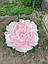 Півонія Pink Giant корінь 3+ вічок, фото 10