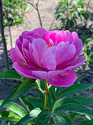 Півонія My Petite Cherie корінь 3+ вічок