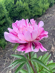 Півонія кактусоподібна Circus Circus корінь 3+ вічок