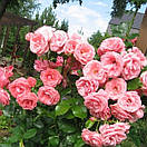 Лавінія (Lawinia), фото 3