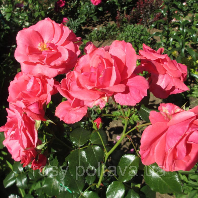 Лавінія (Lawinia), фото 1