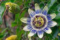 Passion Flower: екстракт пасифлори — спокійні нерви, здоровий сон, чудовий настрій