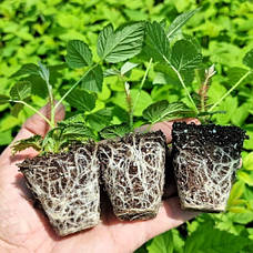 Саджанці малини в касеті