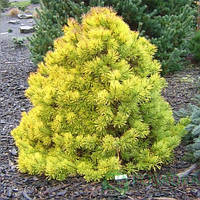 Сосна звичайна Anny's Winterlight С10