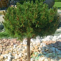 Сосна гачкова Hnizdo С10