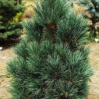 Сосна кедрова Глаука С3