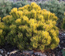 Сосна горная Dezember Gold С7.5