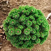 Сосна гірська Шервуд Компакт С3